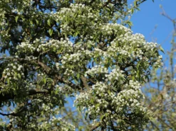 Birne 'Conference' -Deutschland Garten Funk Verkaufs-Shop birne conference m006624 w 2