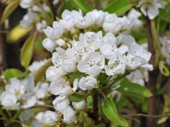 Birne 'Conference' -Deutschland Garten Funk Verkaufs-Shop birne conference m006624 w 4