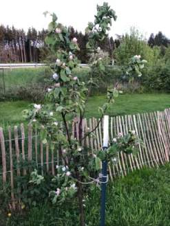 Birnen-Quitte 'Vranja' -Deutschland Garten Funk Verkaufs-Shop birnen quitte vranja m087204 1302160 0