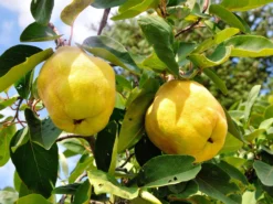 Birnen-Quitte 'Vranja'