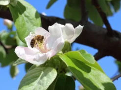 Birnen-Quitte 'Vranja' -Deutschland Garten Funk Verkaufs-Shop birnen quitte vranja m087204 w 0