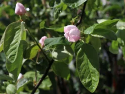 Birnen-Quitte 'Vranja' -Deutschland Garten Funk Verkaufs-Shop birnen quitte vranja m087204 w 1