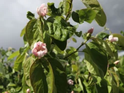 Birnen-Quitte 'Vranja' -Deutschland Garten Funk Verkaufs-Shop birnen quitte vranja m087204 w 2