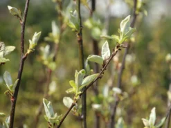 Birnen-Quitte 'Vranja' -Deutschland Garten Funk Verkaufs-Shop birnen quitte vranja m087204 w 3
