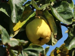 Birnen-Quitte 'Vranja' -Deutschland Garten Funk Verkaufs-Shop birnen quitte vranja m087204 w 5