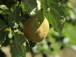 Birnen-Quitte 'Vranja' -Deutschland Garten Funk Verkaufs-Shop birnen quitte vranja m087204 w 6