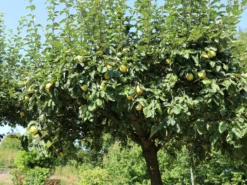 Birnen-Quitte 'Vranja' -Deutschland Garten Funk Verkaufs-Shop birnen quitte vranja m087204 w 7