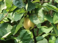 Birnenquitte 'Cydora Robusta' -Deutschland Garten Funk Verkaufs-Shop birnenquitte cydora robusta s m074020 w 1