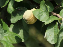 Birnenquitte 'Cydora Robusta' -Deutschland Garten Funk Verkaufs-Shop birnenquitte cydora robusta s m074020 w 2