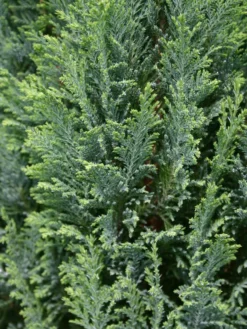 Blaue Kegelzypresse 'Ellwoodii' / Mooszypresse / Scheinzypresse -Deutschland Garten Funk Verkaufs-Shop blaue kegelzypresse ellwoodii mooszypresse scheinzypresse m001908 w 0