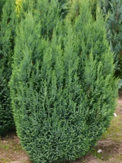 Blaue Kegelzypresse 'Ellwoodii' / Mooszypresse / Scheinzypresse -Deutschland Garten Funk Verkaufs-Shop blaue kegelzypresse ellwoodii mooszypresse scheinzypresse m001908 w 1