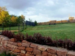 Blutberberitze / Rote Heckenberberitze 'Atropurpurea' 27 Blutberberitze / Rote Heckenberberitze 'Atropurpurea' -Deutschland Garten Funk Verkaufs-Shop blutberberitze rote heckenberberitze atropurpurea m003894 1283302 0