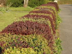 Blutberberitze / Rote Heckenberberitze 'Atropurpurea' 24 Blutberberitze / Rote Heckenberberitze 'Atropurpurea' -Deutschland Garten Funk Verkaufs-Shop blutberberitze rote heckenberberitze atropurpurea m003894 w 0