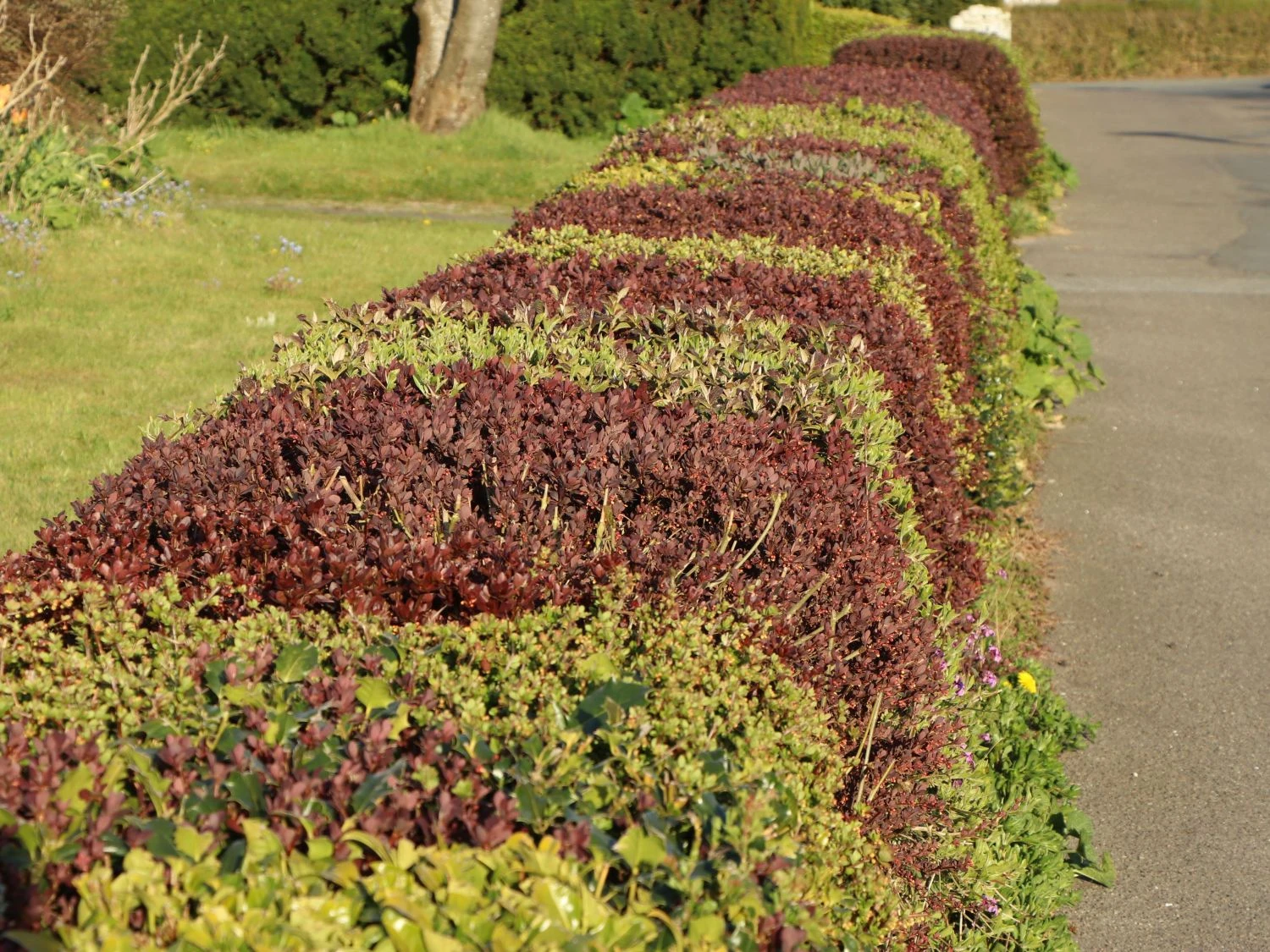 Blutberberitze / Rote Heckenberberitze 'Atropurpurea' 11 Blutberberitze / Rote Heckenberberitze 'Atropurpurea' – Bild 11