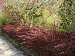 Blutberberitze / Rote Heckenberberitze 'Atropurpurea' 25 Blutberberitze / Rote Heckenberberitze 'Atropurpurea' -Deutschland Garten Funk Verkaufs-Shop blutberberitze rote heckenberberitze atropurpurea m003894 w 10