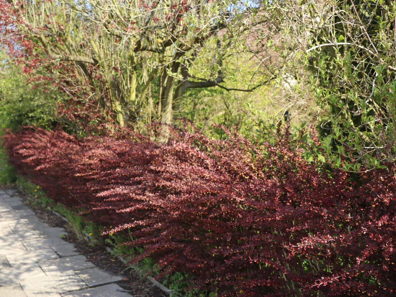 Blutberberitze / Rote Heckenberberitze 'Atropurpurea' 12 Blutberberitze / Rote Heckenberberitze 'Atropurpurea' – Bild 12