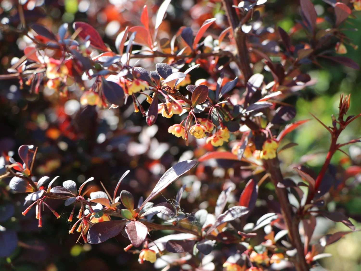 Blutberberitze / Rote Heckenberberitze 'Atropurpurea' 3 Blutberberitze / Rote Heckenberberitze 'Atropurpurea' – Bild 3