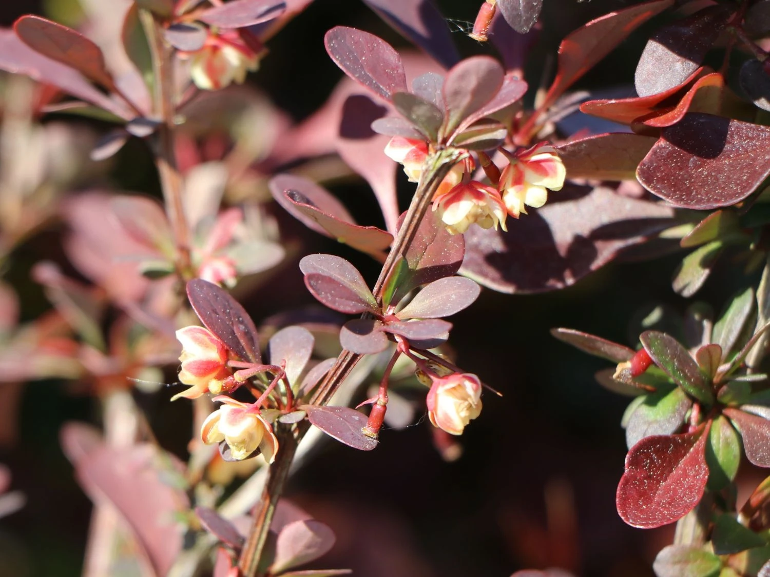 Blutberberitze / Rote Heckenberberitze 'Atropurpurea' 4 Blutberberitze / Rote Heckenberberitze 'Atropurpurea' – Bild 4