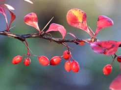 Blutberberitze / Rote Heckenberberitze 'Atropurpurea' 20 Blutberberitze / Rote Heckenberberitze 'Atropurpurea' -Deutschland Garten Funk Verkaufs-Shop blutberberitze rote heckenberberitze atropurpurea m003894 w 8