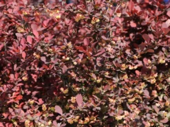 Blutberberitze / Rote Heckenberberitze 'Atropurpurea' 21 Blutberberitze / Rote Heckenberberitze 'Atropurpurea' -Deutschland Garten Funk Verkaufs-Shop blutberberitze rote heckenberberitze atropurpurea m003894 w 9