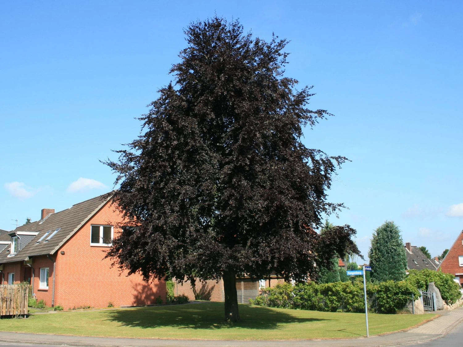 Blutbuche 'Purpurea' 9 Blutbuche 'Purpurea' – Bild 9