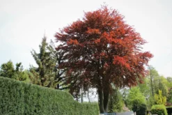 Blutbuche 'Purpurea' 29 Blutbuche 'Purpurea' -Deutschland Garten Funk Verkaufs-Shop blutbuche purpurea m002620 587357 0