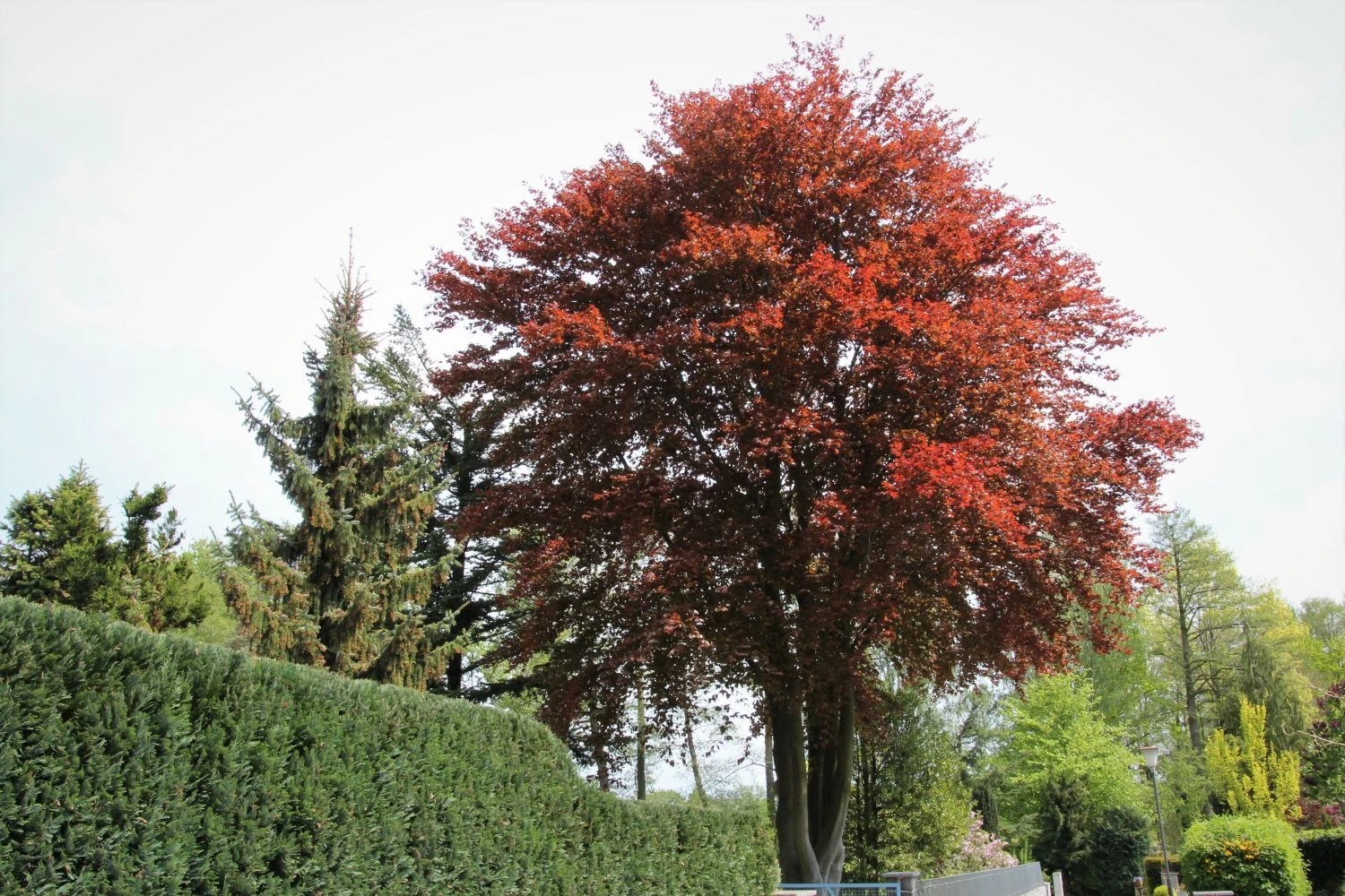 Blutbuche 'Purpurea' 15 Blutbuche 'Purpurea' – Bild 15