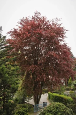 Blutbuche 'Purpurea' 28 Blutbuche 'Purpurea' -Deutschland Garten Funk Verkaufs-Shop blutbuche purpurea m002620 587357 1