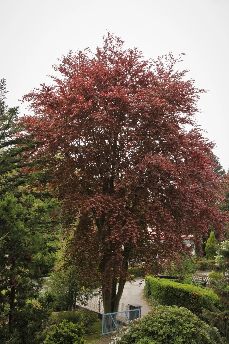 Blutbuche 'Purpurea' 14 Blutbuche 'Purpurea' – Bild 14