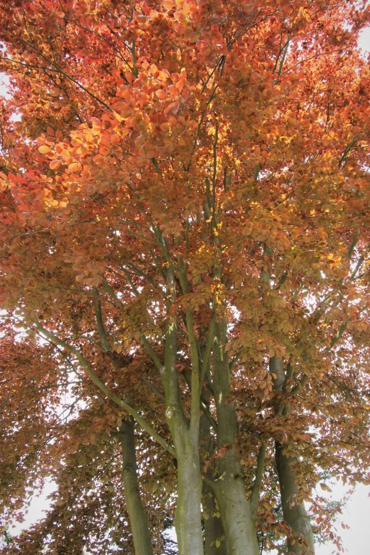 Blutbuche 'Purpurea' 13 Blutbuche 'Purpurea' – Bild 13