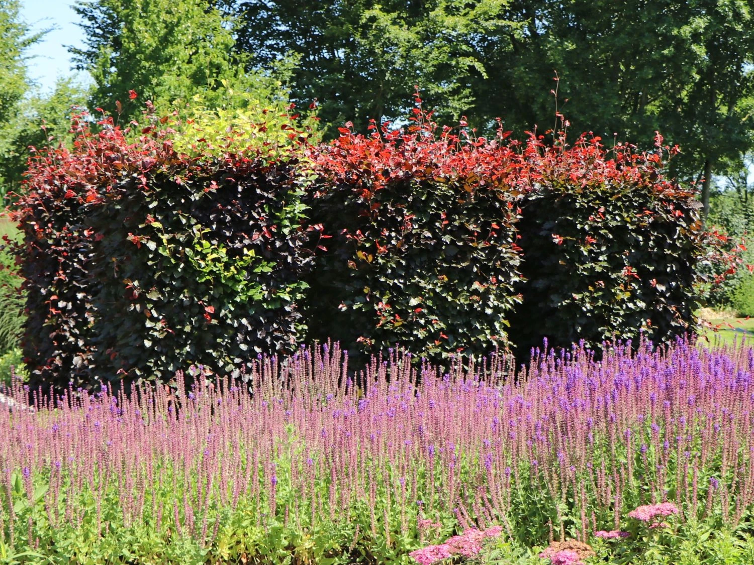 Blutbuche 'Purpurea' 11 Blutbuche 'Purpurea' – Bild 11