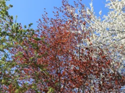 Blutbuche 'Purpurea' 21 Blutbuche 'Purpurea' -Deutschland Garten Funk Verkaufs-Shop blutbuche purpurea m002620 w 6