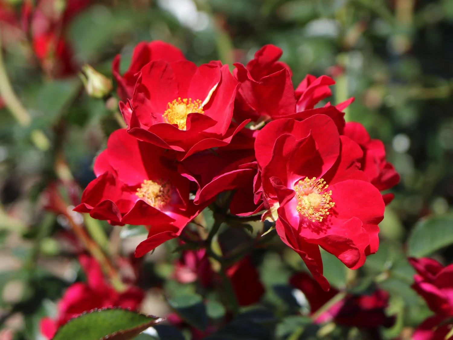 Bodendecker-Rose 'Alcantara' ® 1 Bodendecker-Rose 'Alcantara' ®