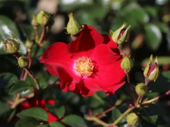 Bodendecker-Rose 'Alcantara' ® 18 Bodendecker-Rose 'Alcantara' ® -Deutschland Garten Funk Verkaufs-Shop bodendecker rose alcantara m009395 w 0 1