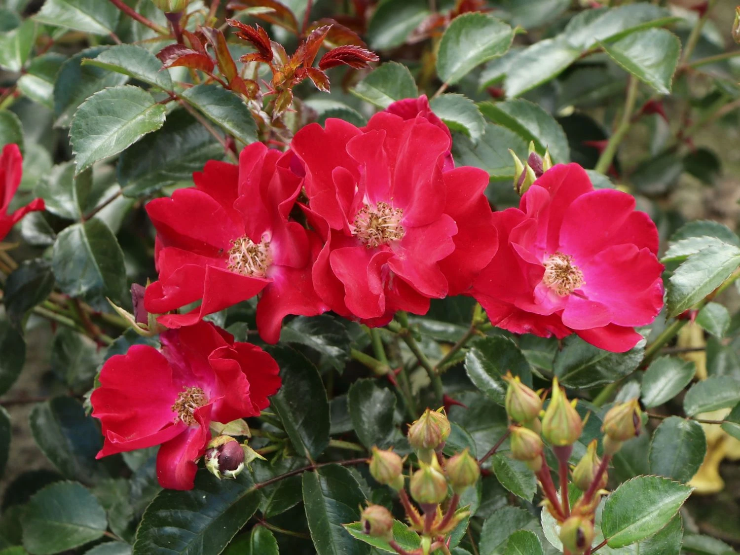 Bodendecker-Rose 'Alcantara' ® 2 Bodendecker-Rose 'Alcantara' ® – Bild 2