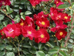 Bodendecker-Rose 'Alcantara' ® 20 Bodendecker-Rose 'Alcantara' ® -Deutschland Garten Funk Verkaufs-Shop bodendecker rose alcantara m009395 w 1 1