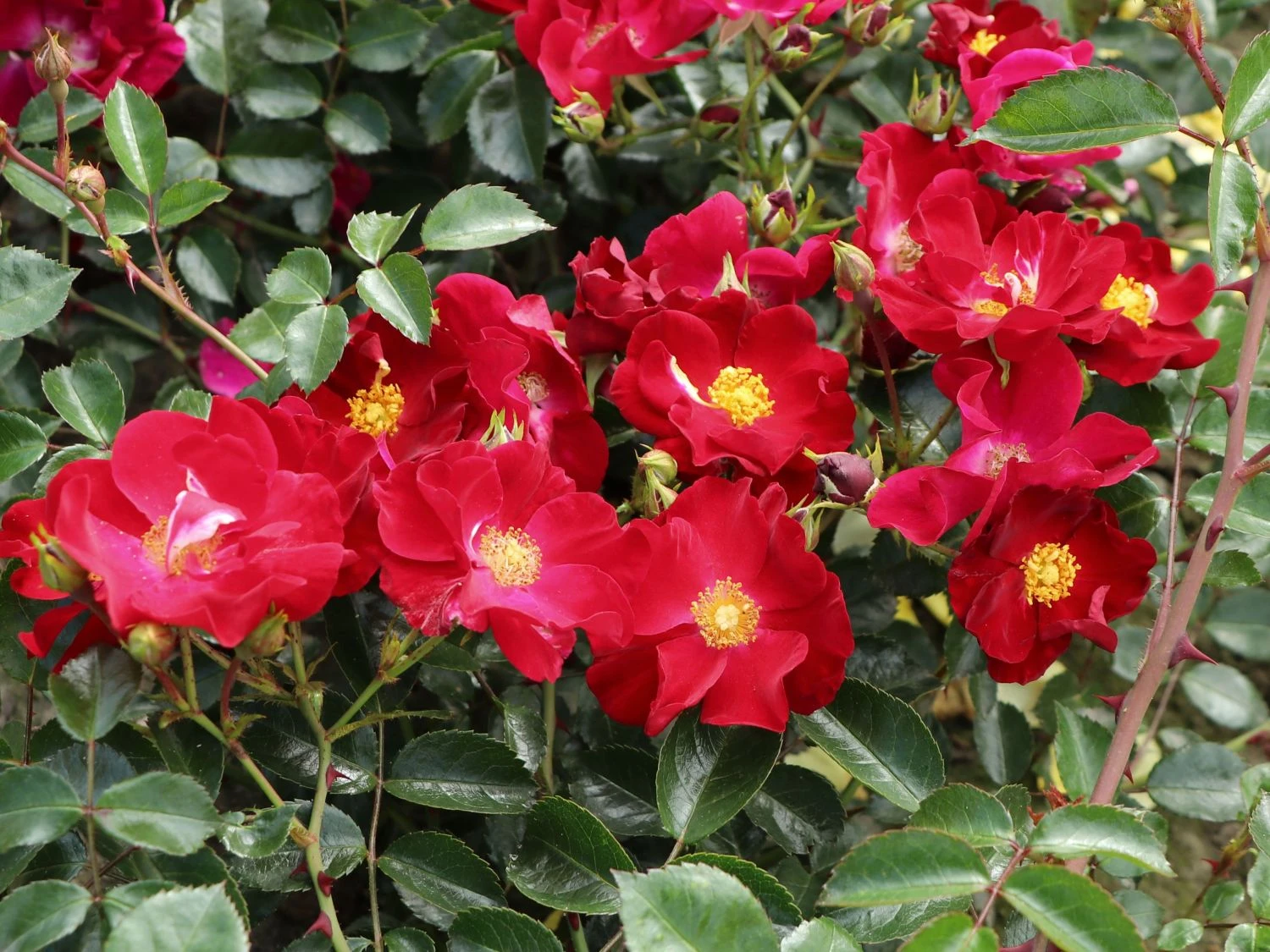 Bodendecker-Rose 'Alcantara' ® 10 Bodendecker-Rose 'Alcantara' ® – Bild 10