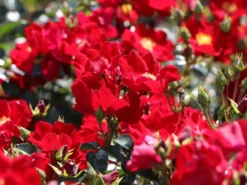 Bodendecker-Rose 'Alcantara' ® 19 Bodendecker-Rose 'Alcantara' ® -Deutschland Garten Funk Verkaufs-Shop bodendecker rose alcantara m009395 w 1