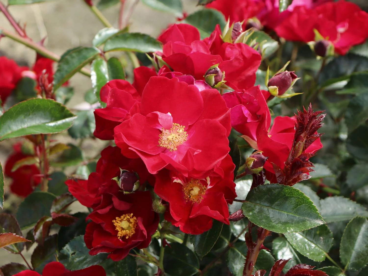 Bodendecker-Rose 'Alcantara' ® 11 Bodendecker-Rose 'Alcantara' ® – Bild 11