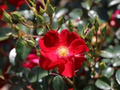 Bodendecker-Rose 'Alcantara' ® 15 Bodendecker-Rose 'Alcantara' ® -Deutschland Garten Funk Verkaufs-Shop bodendecker rose alcantara m009395 w 2