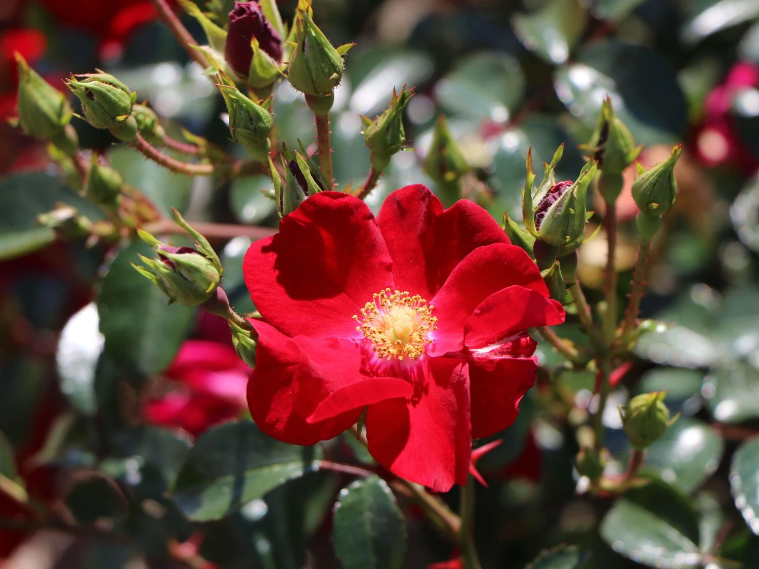 Bodendecker-Rose 'Alcantara' ® 5 Bodendecker-Rose 'Alcantara' ® – Bild 5