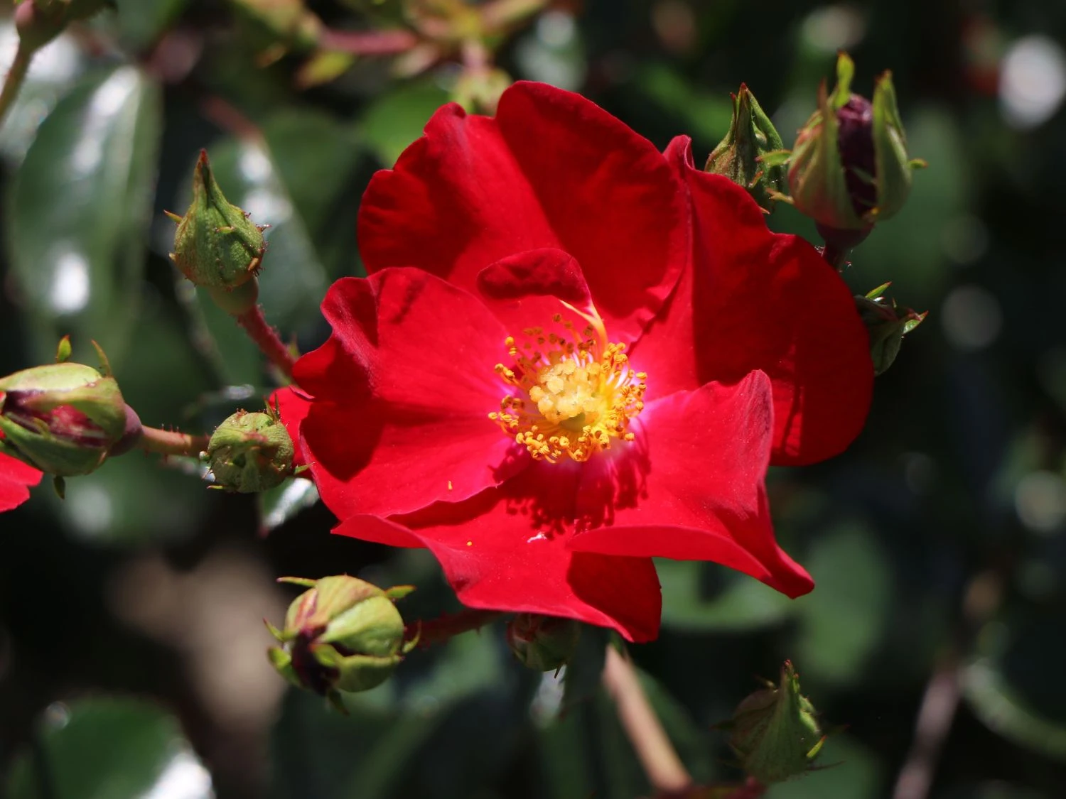 Bodendecker-Rose 'Alcantara' ® 4 Bodendecker-Rose 'Alcantara' ® – Bild 4