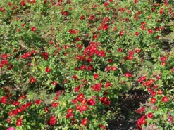 Bodendecker-Rose 'Alcantara' ® 13 Bodendecker-Rose 'Alcantara' ® -Deutschland Garten Funk Verkaufs-Shop bodendecker rose alcantara m009395 w 3