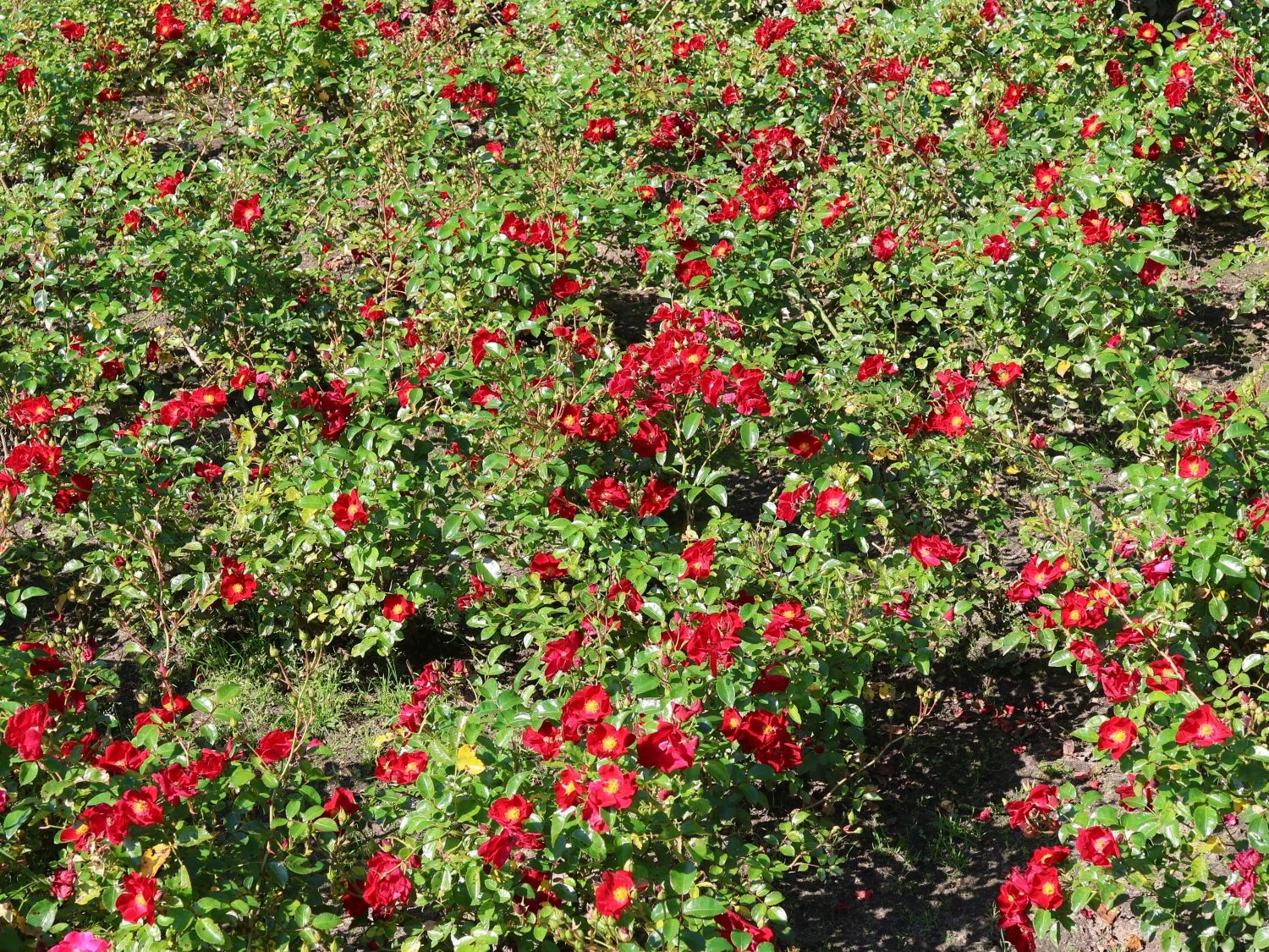 Bodendecker-Rose 'Alcantara' ® 3 Bodendecker-Rose 'Alcantara' ® – Bild 3