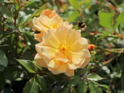 Bodendecker-Rose 'Amber Sun' ® / 'Sonne Des Allgäu'