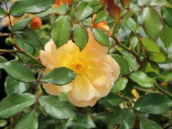 Bodendecker-Rose 'Amber Sun' ® / 'Sonne Des Allgäu' -Deutschland Garten Funk Verkaufs-Shop bodendecker rose amber sun sonne des allgaeu m050298 w 1