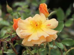 Bodendecker-Rose 'Amber Sun' ® / 'Sonne Des Allgäu' -Deutschland Garten Funk Verkaufs-Shop bodendecker rose amber sun sonne des allgaeu m050298 w 2