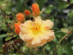 Bodendecker-Rose 'Amber Sun' ® / 'Sonne Des Allgäu' -Deutschland Garten Funk Verkaufs-Shop bodendecker rose amber sun sonne des allgaeu m050298 w 3