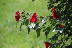 Bodendecker-Rose 'Apache' ® 28 Bodendecker-Rose 'Apache' ® -Deutschland Garten Funk Verkaufs-Shop bodendecker rose apache m050300 506742 10