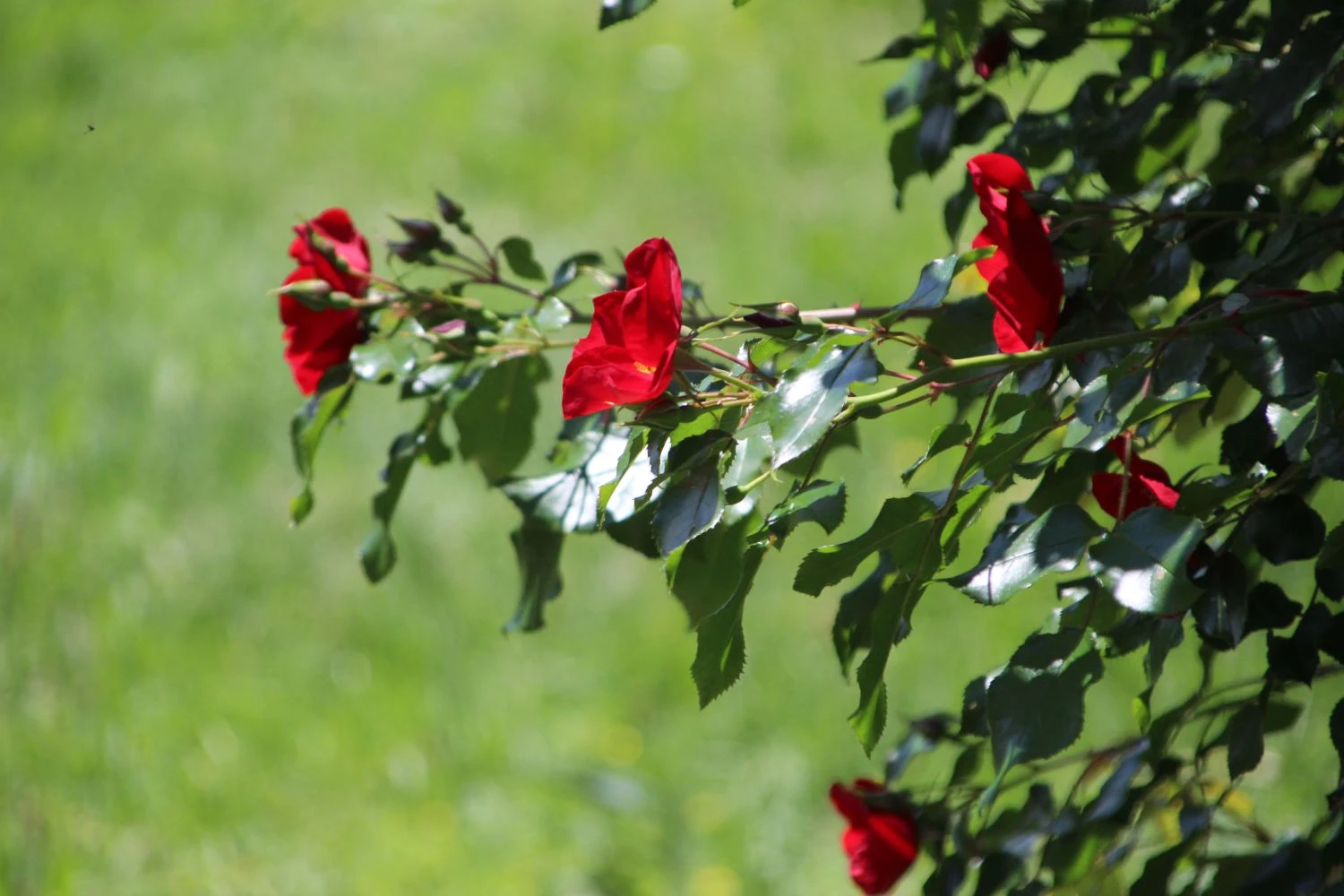 Bodendecker-Rose 'Apache' ® 13 Bodendecker-Rose 'Apache' ® – Bild 13